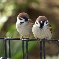 野鳥の保護～